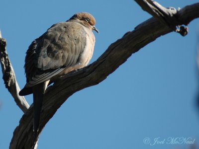 Mourning Dove