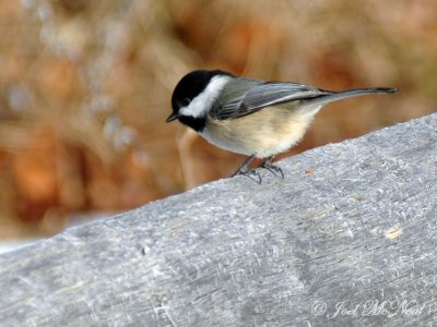 Black-capped Chickadee