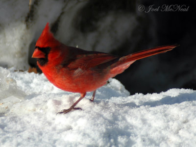 Northern Cardinal