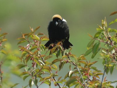 Bobolink