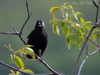 Bobolink