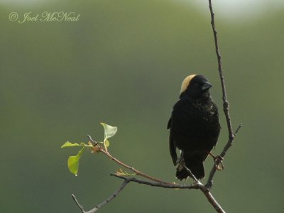 Bobolink