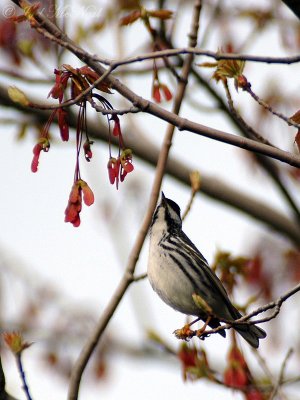 Blackpoll Warbler: Setophaga striata