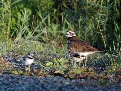 Killdeer with hatchlings
