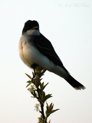 Eastern Kingbird at dawn