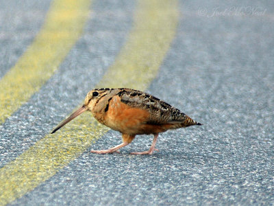 American Woodcock: Scalopax minor