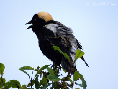 Bobolink