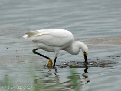 Snowy Egret