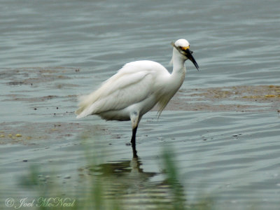 Snowy Egret