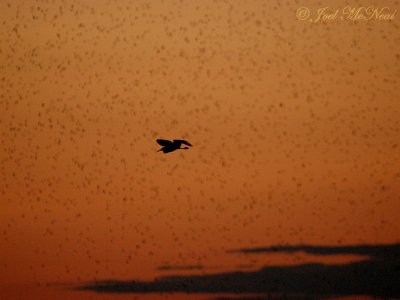 Snowy Egret and Tree Swallows at sunset