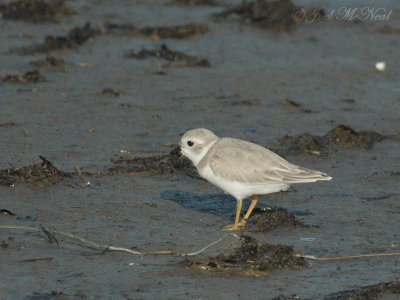 basic plumage Piping Plover