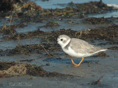 basic plumage Piping Plover with crippled foot