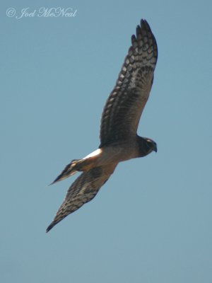 immature Northern Harrier