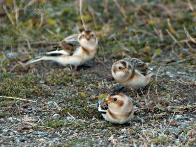 Snow Buntings