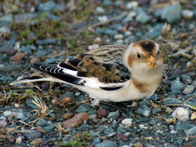 Snow Bunting