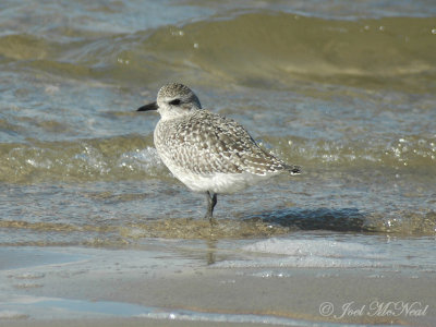 basic plumage Black-bellied Plover