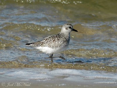 basic plumage Black-bellied Plover