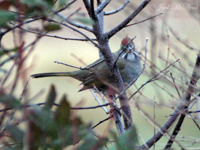 Green-tailed Towhee