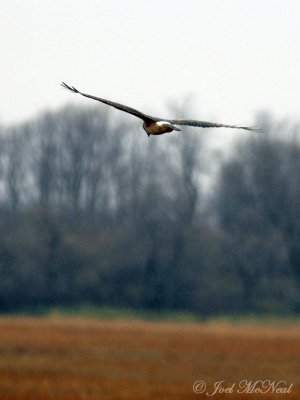 immature Northern Harrier