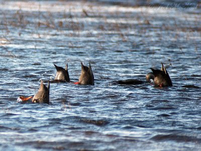 dabbling American Black Ducks: Anas rubripes