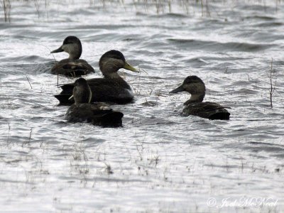 American Black Ducks: Anas rubripes
