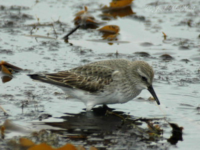 White-rumped Sandpiper