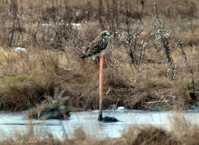 Short-eared Owl: Parker River NWR- Essex Co., MA