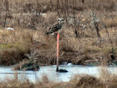 Short-eared Owl: Parker River NWR- Essex Co., MA