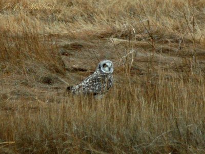 Short-eared Owl: Parker River NWR- Essex Co., MA