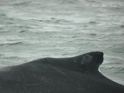 humpback of a Humpback Whale