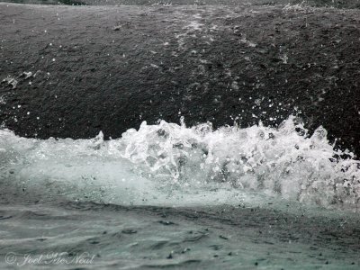closeup of surfacing Humpback