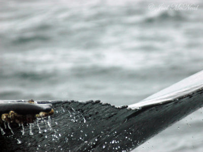 closeup of a Humpback fluke