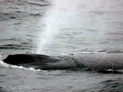 Humpback Whale spout