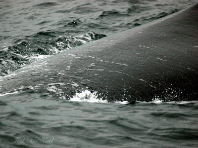 surfacing Humpback Whale