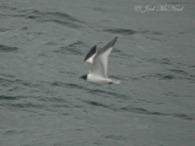 Sabine's Gull