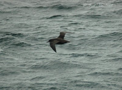 Sooty Shearwater: Puffinus griseus