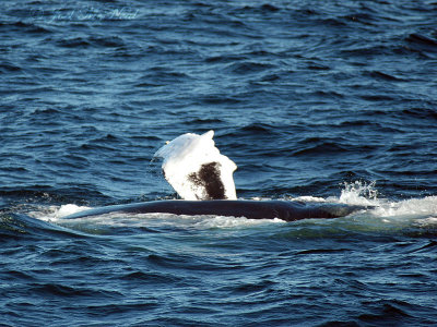 Humpback 'waving to the crowd'
