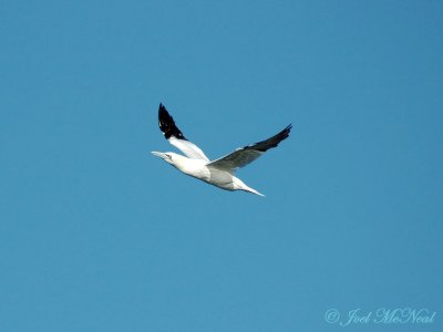 Northern Gannet