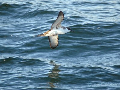 Greater Shearwater (aka Great Shearwater): Puffinus gravis