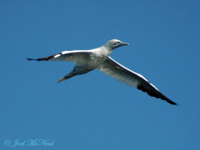 Northern Gannet