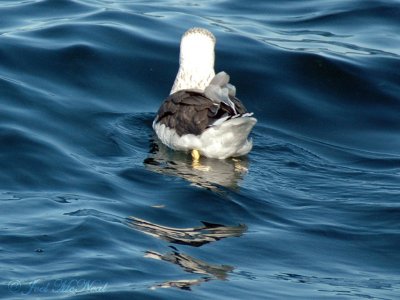 Lesser Black-backed Gull