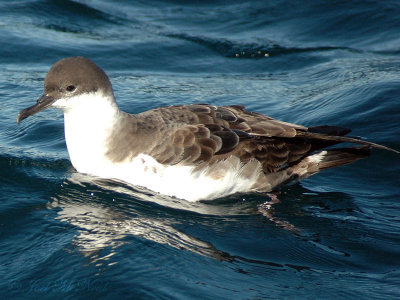 Greater Shearwater (aka Great Shearwater): Puffinus gravis