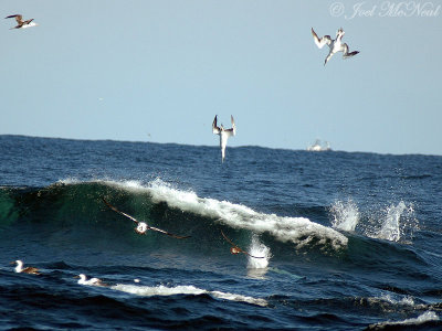 plunging Northern Gannets