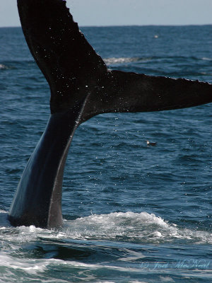 lobtailing Humpback Whale