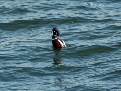 Harlequin Duck imitating buoy