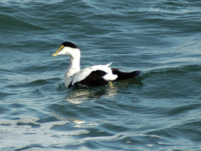 drake Common Eider