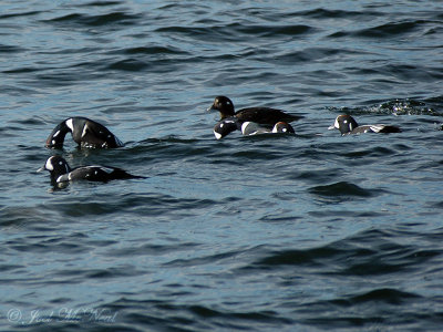 raft of Harlequin Ducks commencing dives
