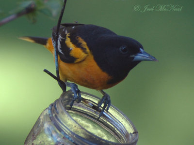 Baltimore Oriole eating grape jelly