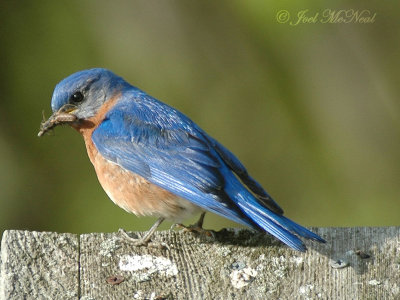 male Eastern Bluebird