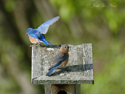 Eastern Bluebird pair